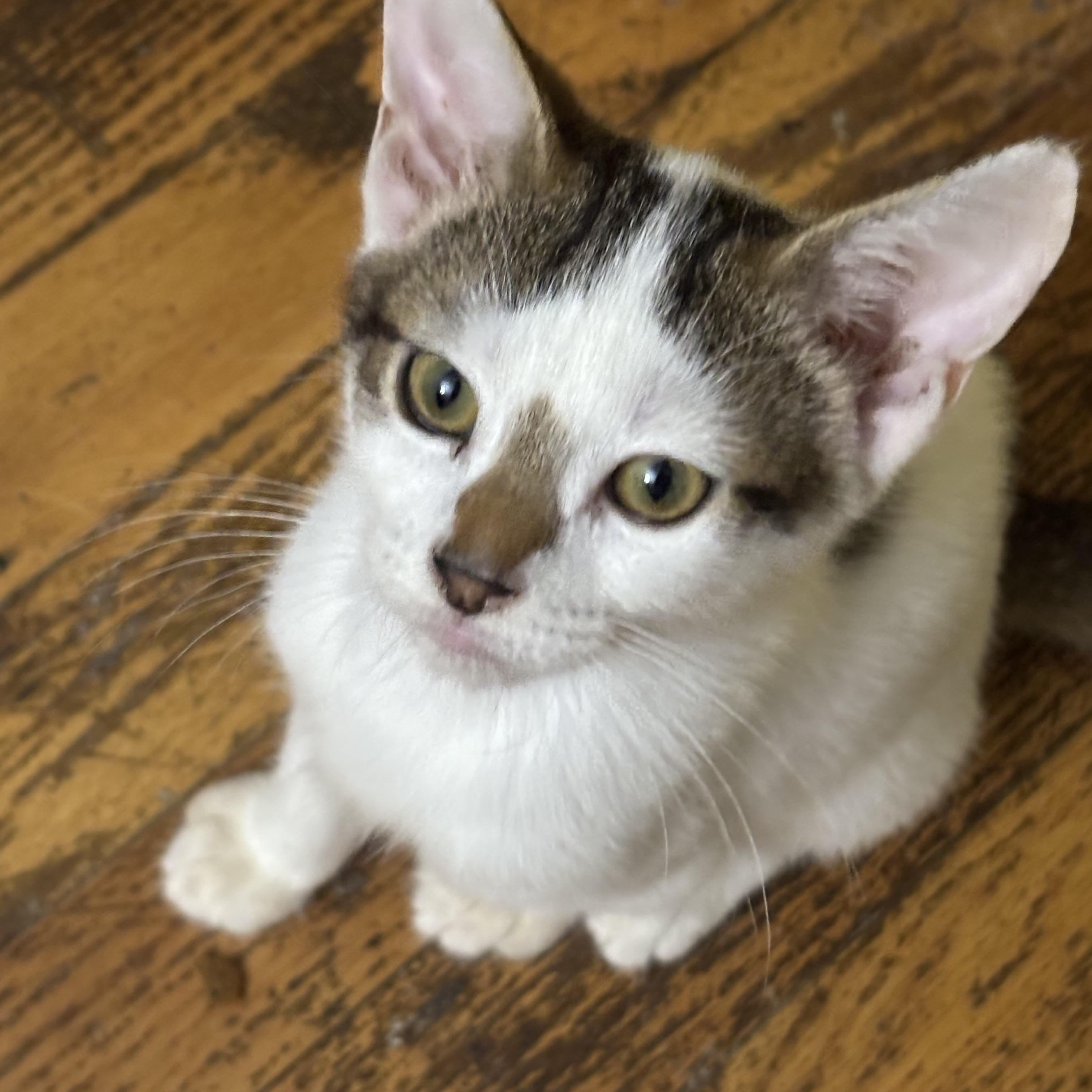 Lane, Adoptable, Kitten Male Domestic Short Hair.