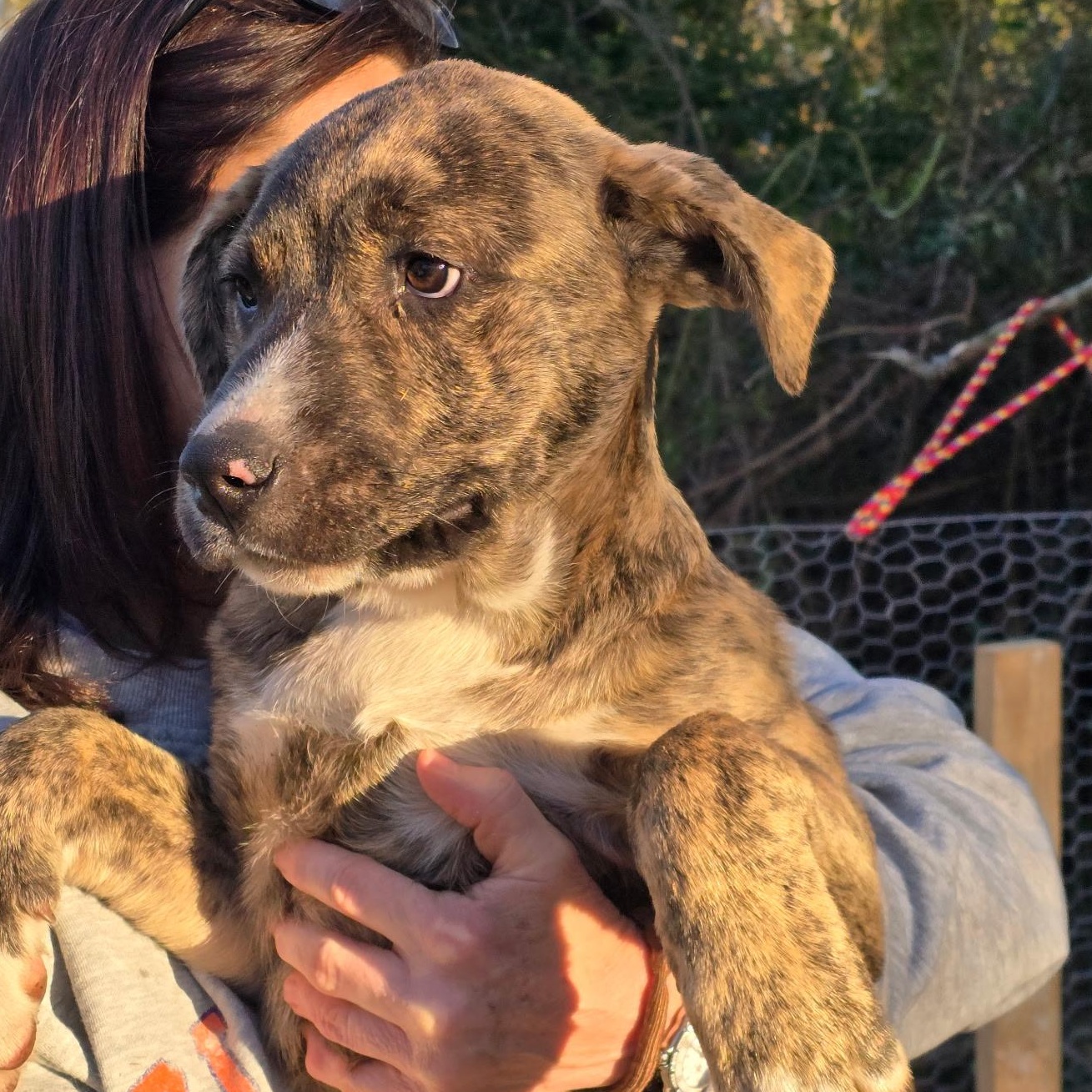 ANDRE THE GIANT, Adoptable, Puppy Male Mixed Breed.