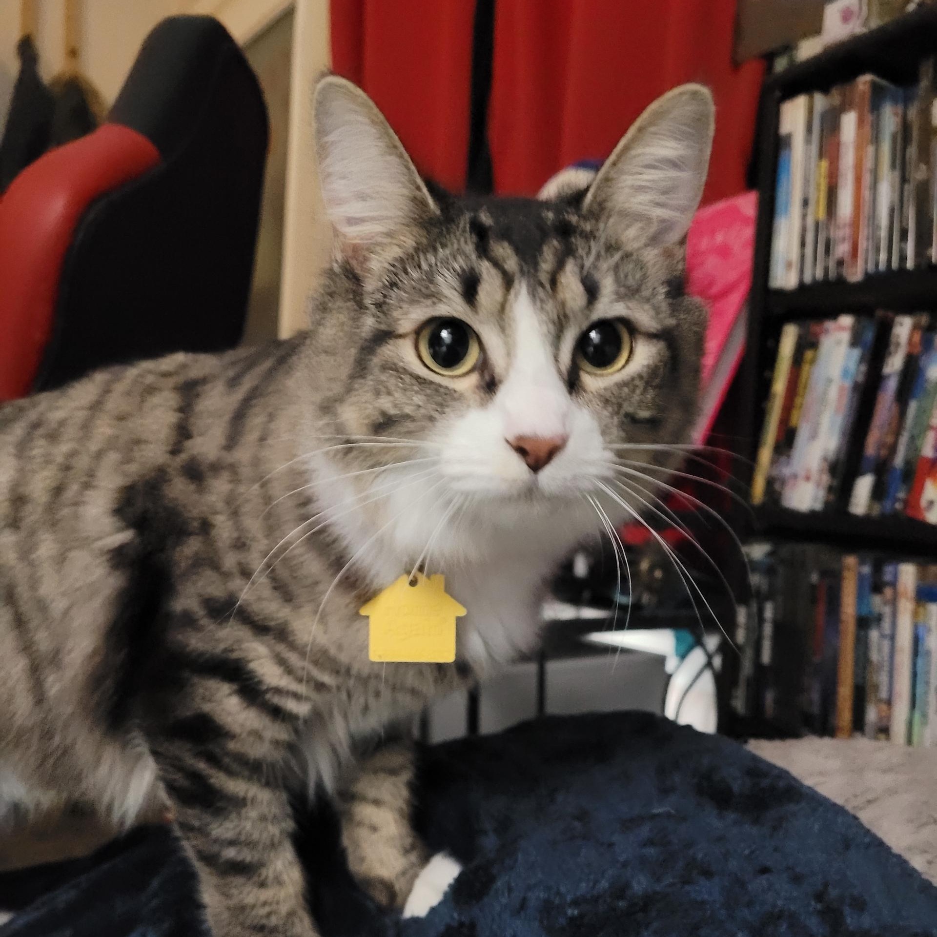 Enlarge Phoebe, a ADOPTABLE Domestic Medium Hair in Portland, OR image 5/6