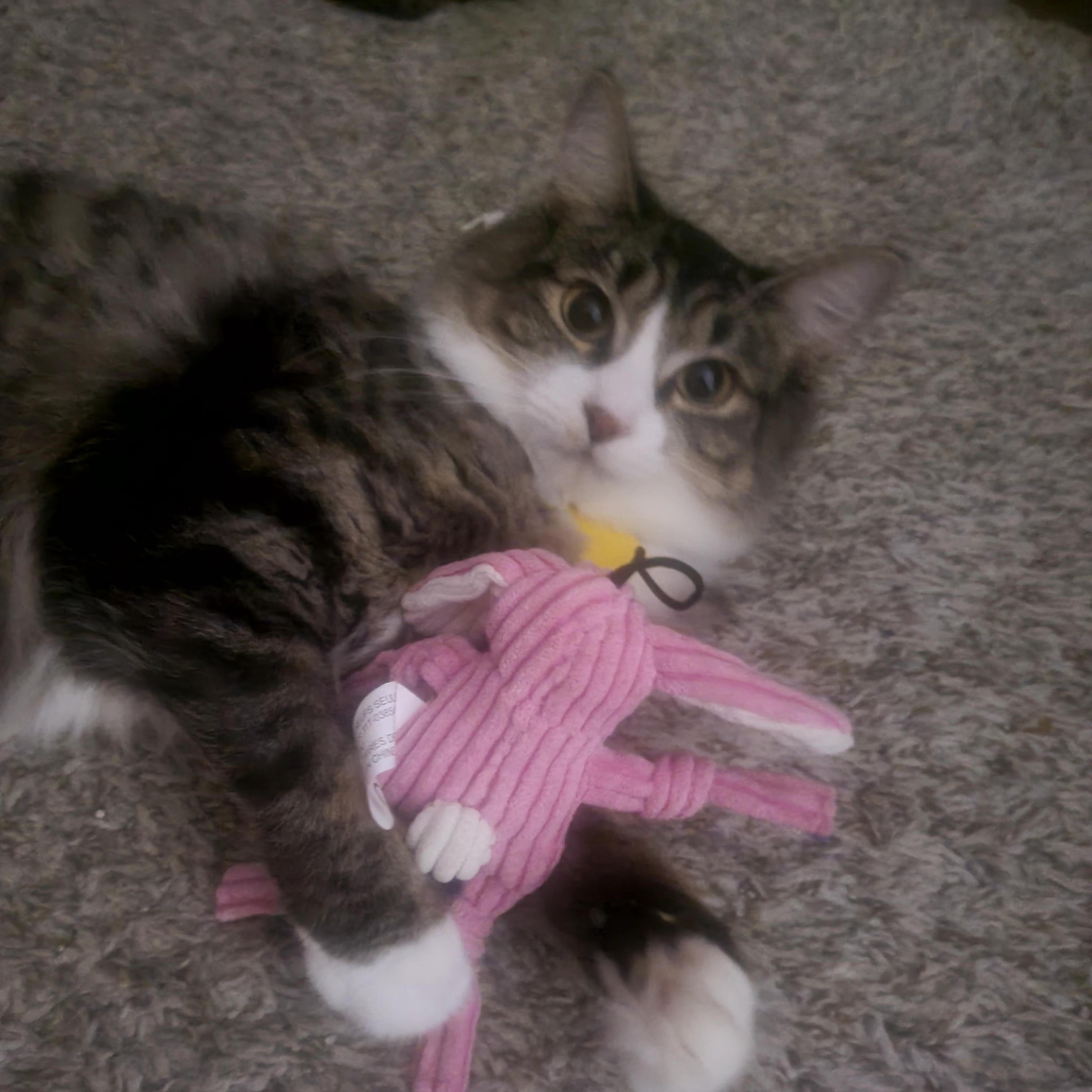 Enlarge Phoebe, a ADOPTABLE Domestic Medium Hair in Portland, OR image 6/6