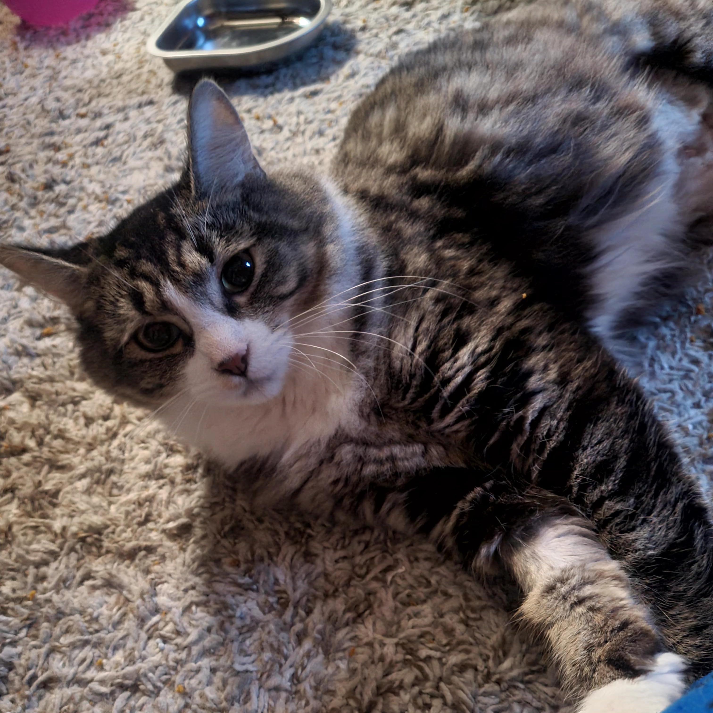 Enlarge Phoebe, a ADOPTABLE Domestic Medium Hair in Portland, OR image 3/6