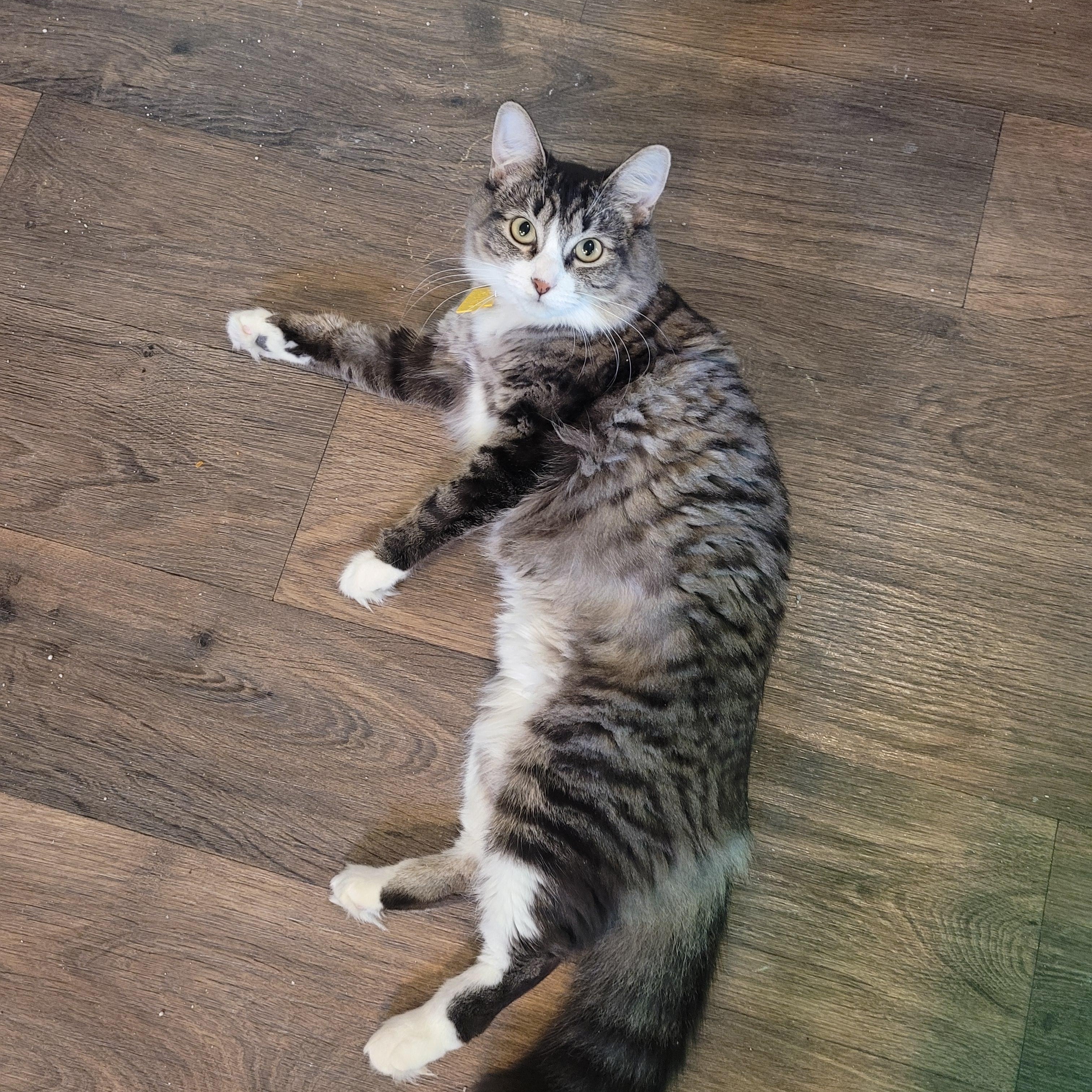 Enlarge Phoebe, a ADOPTABLE Domestic Medium Hair in Portland, OR image 2/6