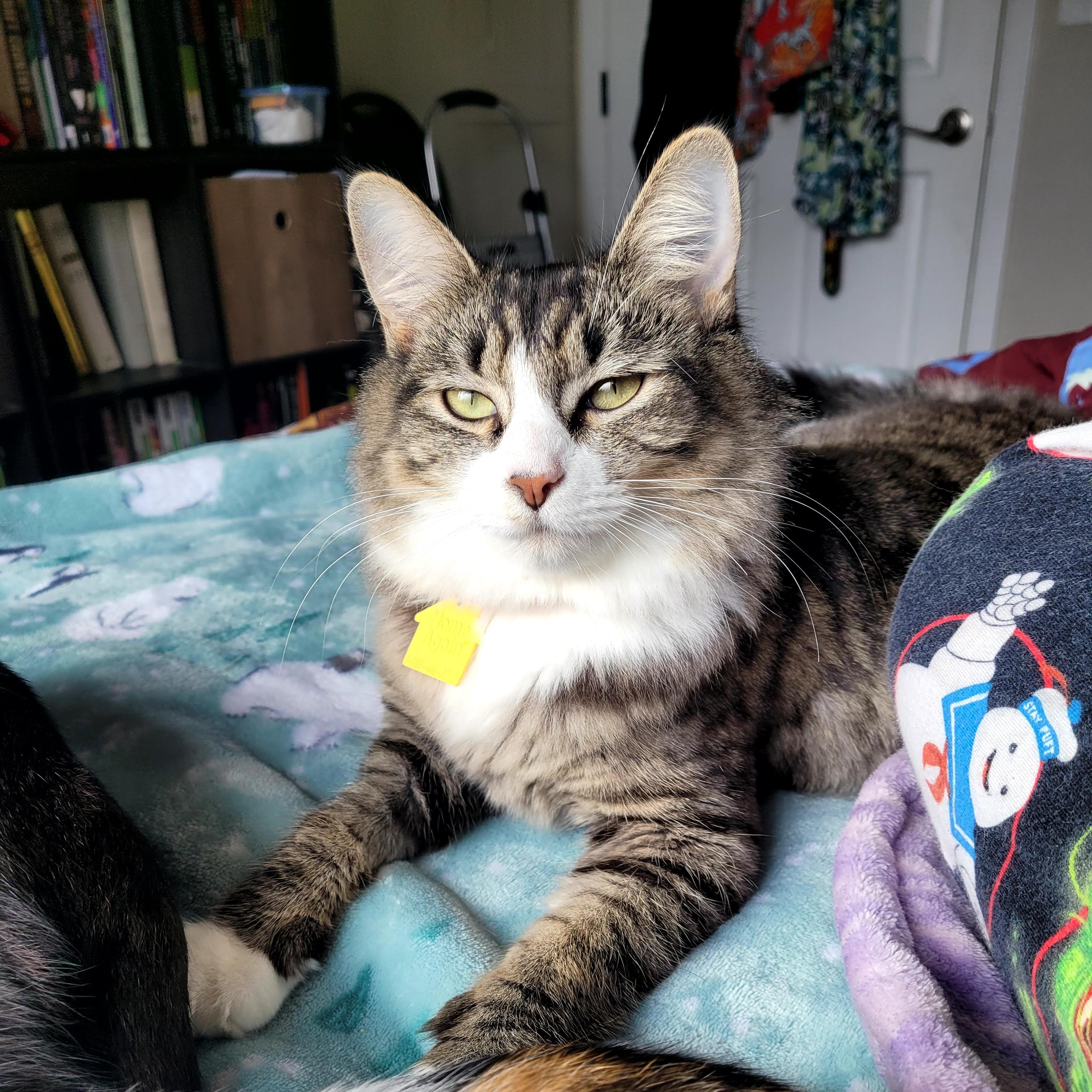 Phoebe, ADOPTABLE, Young Female Domestic Medium Hair.