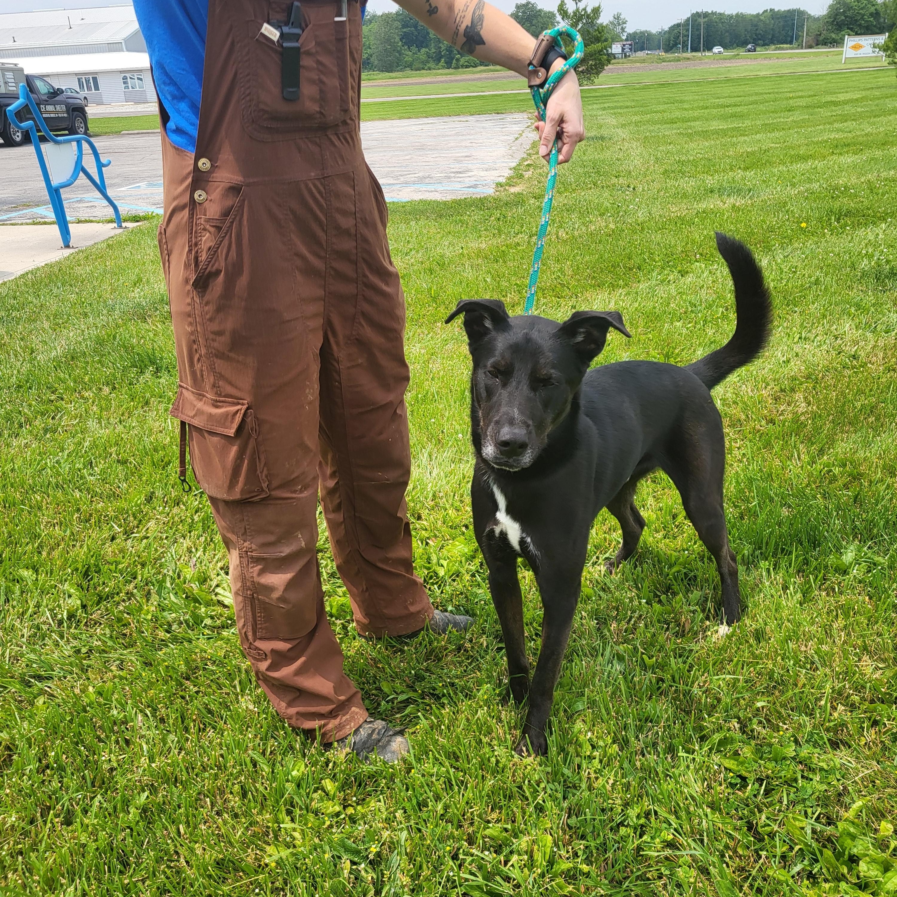 Toast, Adult Male Black Labrador Retriever