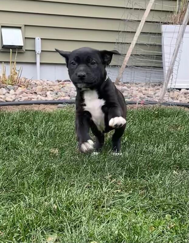 Riley, Adoptable, Young Female Mixed Breed & Mixed Breed.