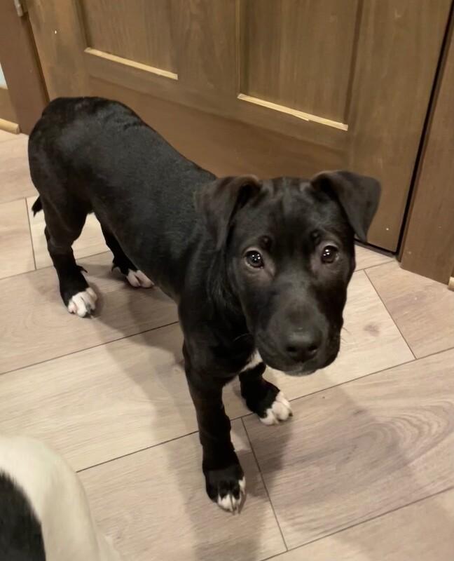 Riley, Adoptable, Young Female Mixed Breed & Mixed Breed.