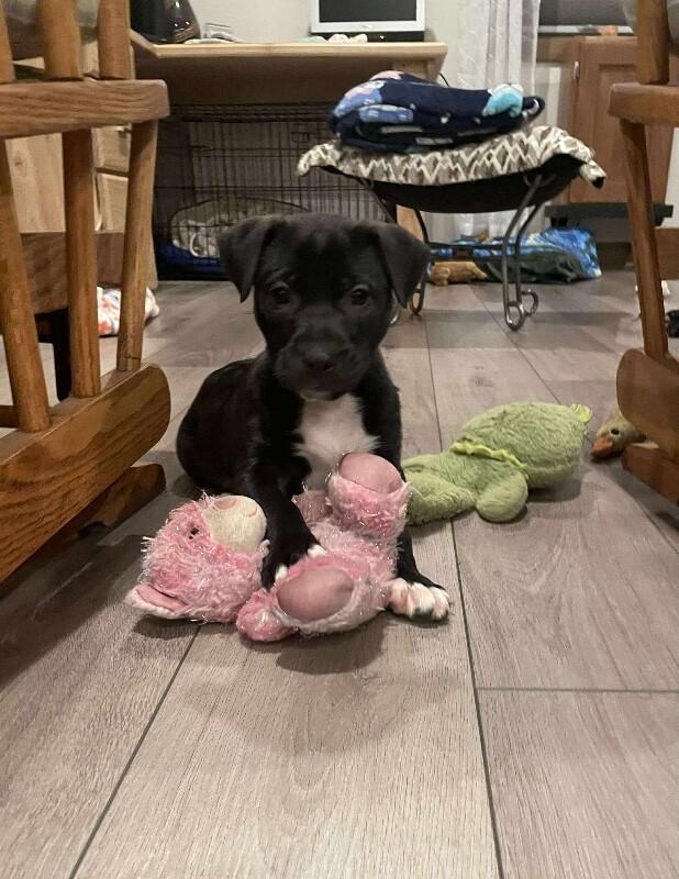 Riley, a Adoptable mixed breed in Alma, WI image 2/6