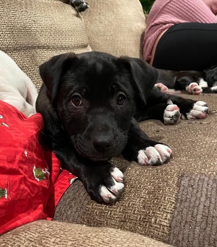 Enlarge Riley, a Adoptable mixed breed in Alma, WI image 2/6