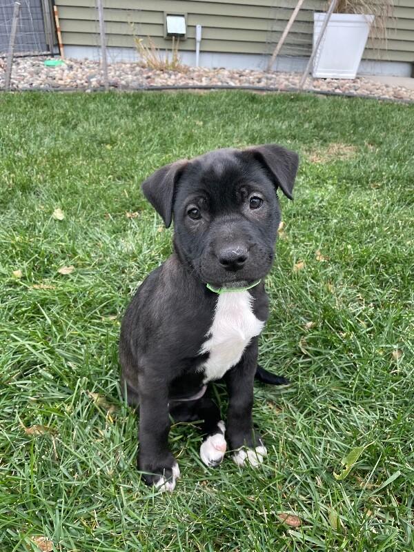 Enlarge Riley, a Adoptable mixed breed in Alma, WI image 3/6