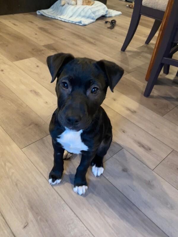 Enlarge Riley, a Adoptable mixed breed in Alma, WI image 4/6