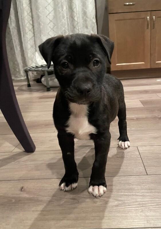 Riley, a Adoptable mixed breed in Alma, WI image 4/6