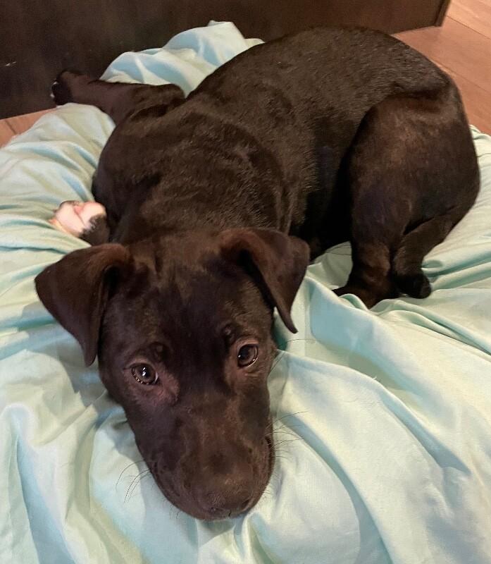 Enlarge Riley, a Adoptable mixed breed in Alma, WI image 6/6