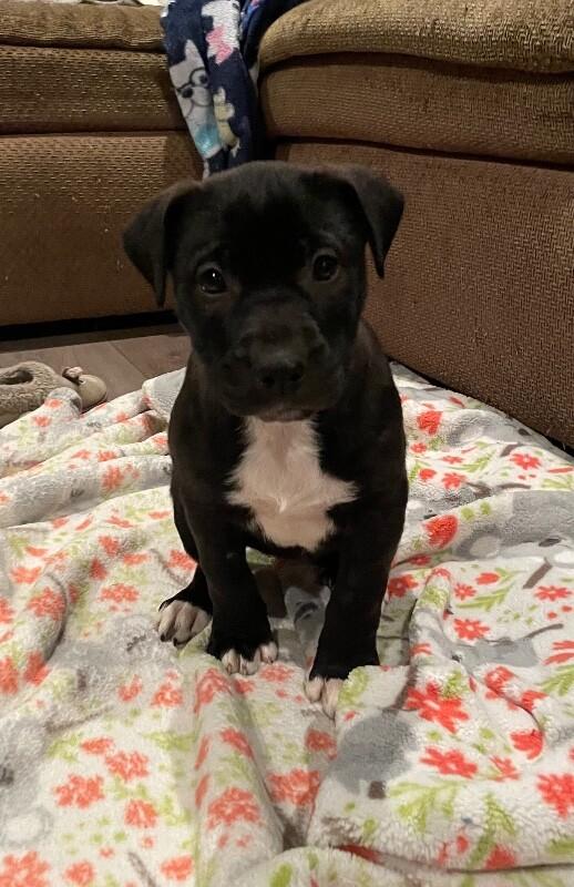 Riley, a Adoptable mixed breed in Alma, WI image 5/6