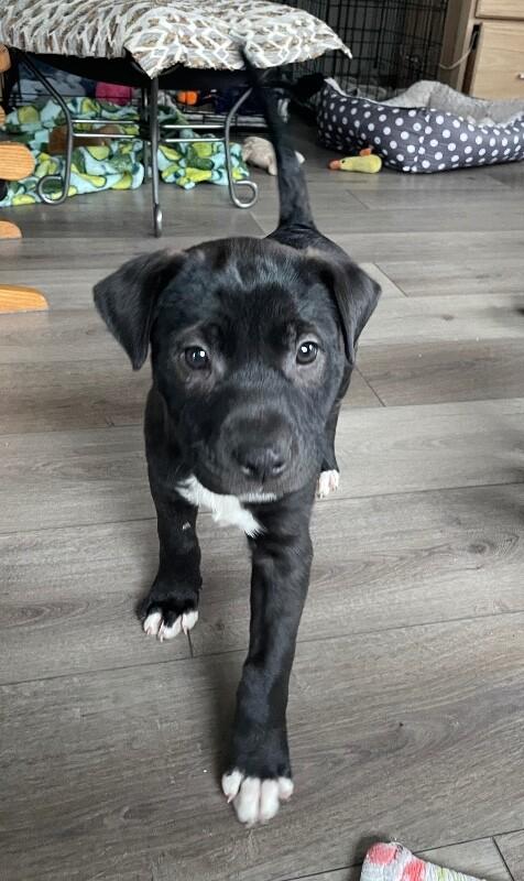 Riley, a Adoptable mixed breed in Alma, WI image 6/6