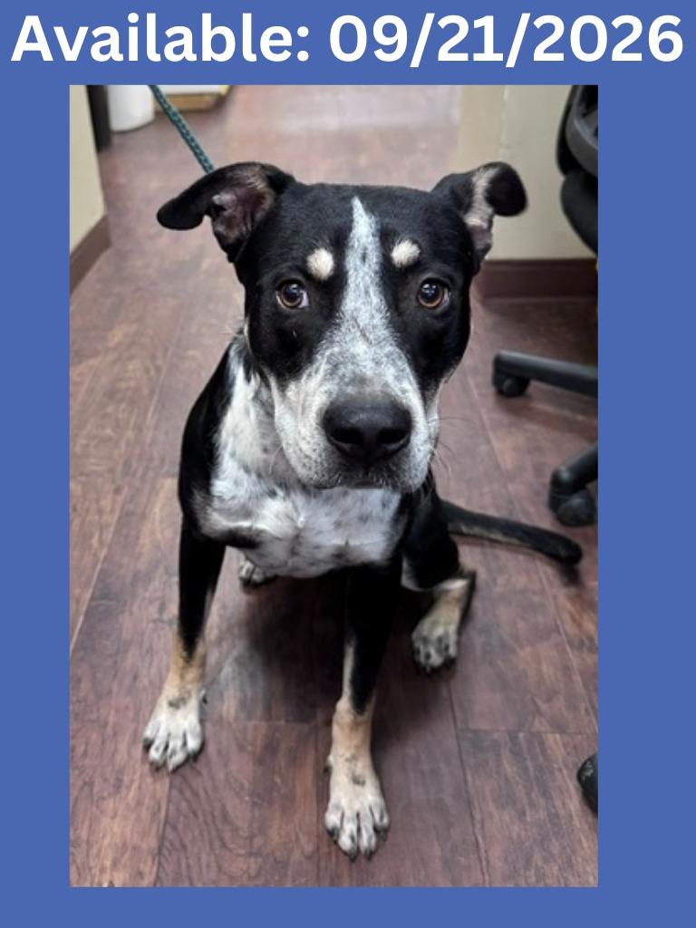 Dog Kennel #36, Adoptable, Adult Male Catahoula Leopard Dog & Mixed Breed.