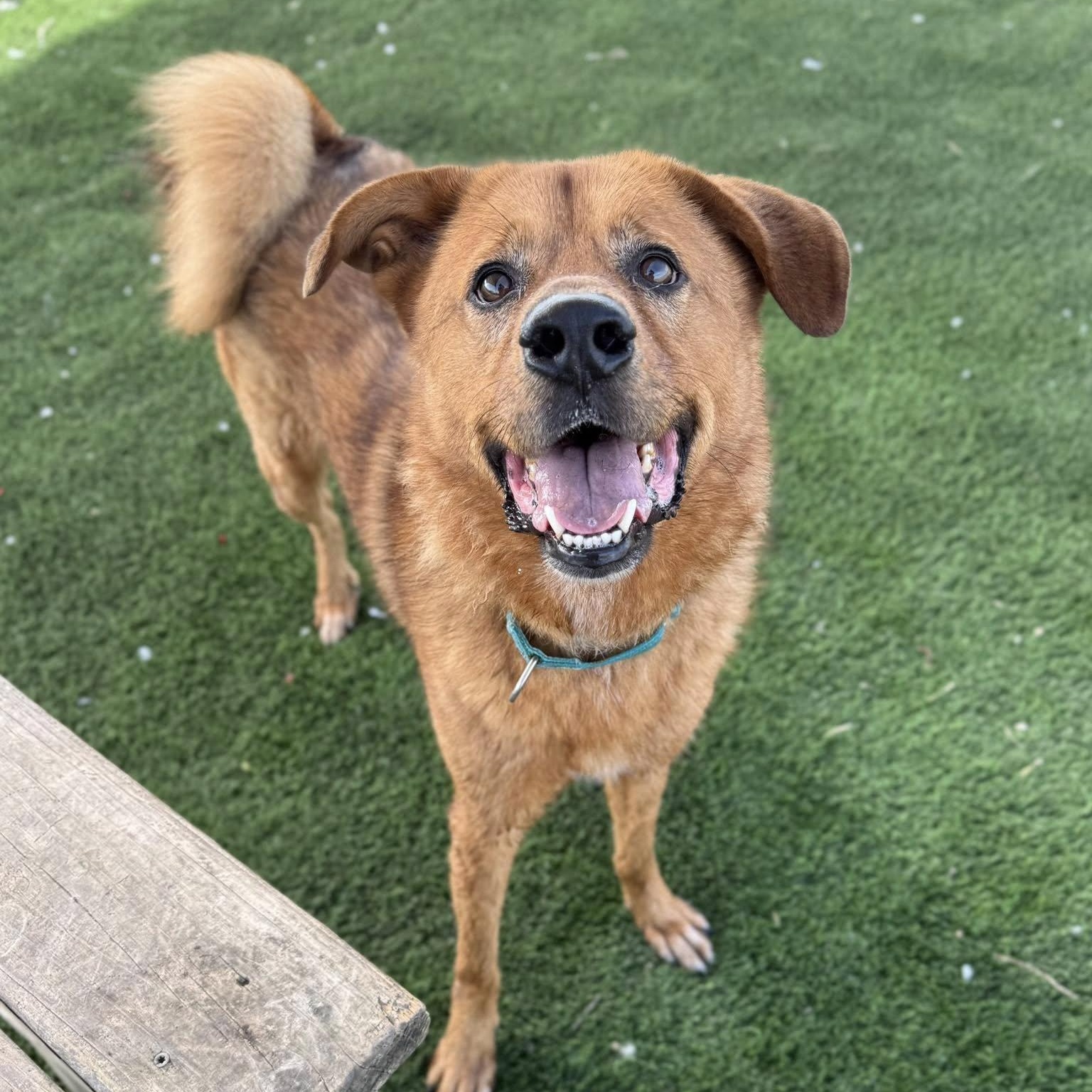 Leonardo, a Adoptable Mixed Breed in Georgetown, TX image 1/6