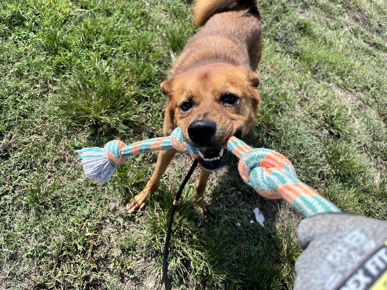 Leonardo, a Adoptable Mixed Breed in Georgetown, TX image 2/6