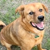 Leonardo, a Adoptable Mixed Breed in Georgetown, TX image 6/6