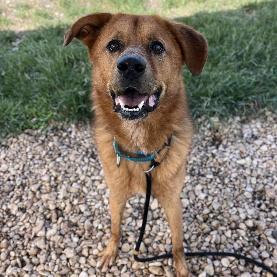 Leonardo, a Adoptable Mixed Breed in Georgetown, TX image 3/6