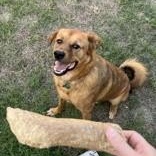 Leonardo, a Adoptable Mixed Breed in Georgetown, TX image 4/6