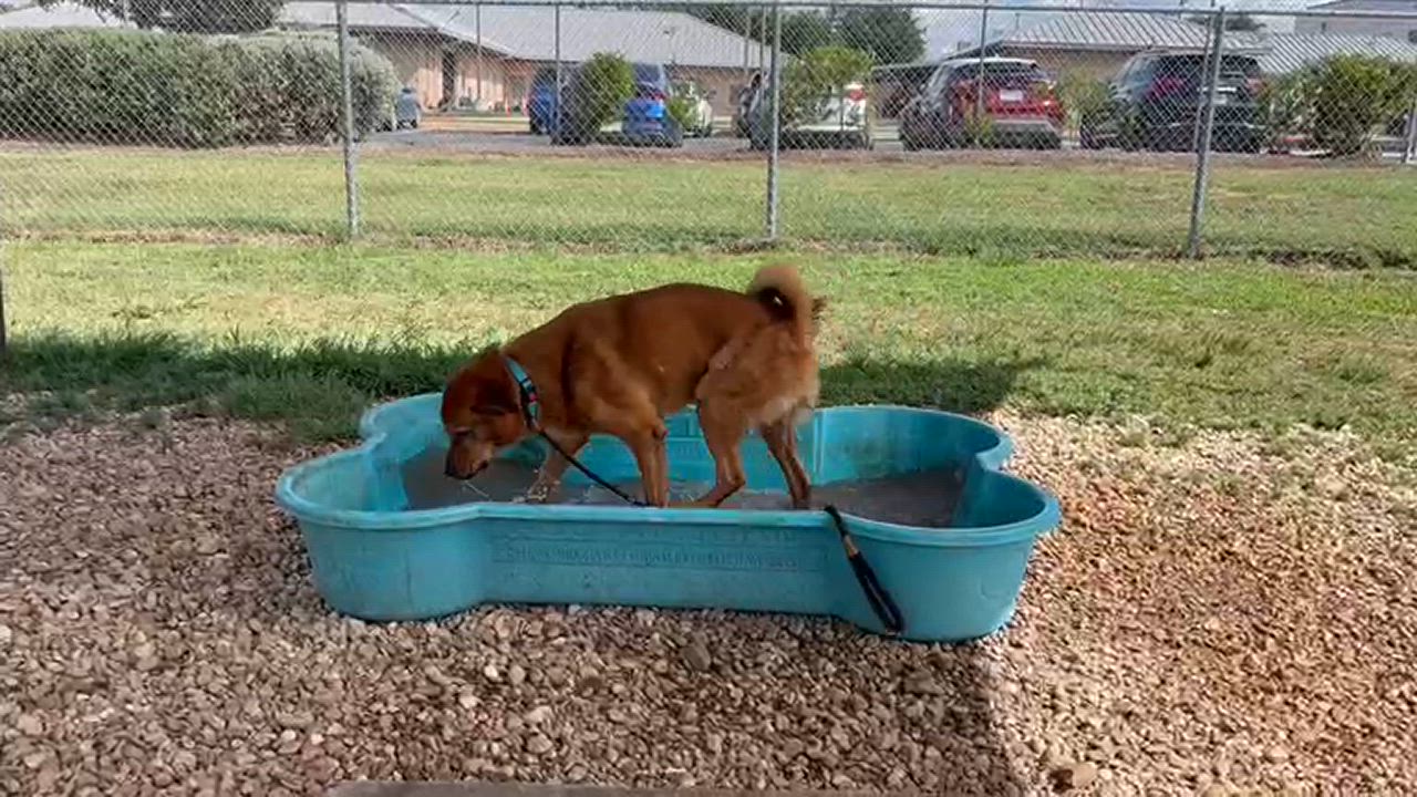 Enlarge Leonardo, a Adoptable Mixed Breed in Georgetown, TX video 5/6