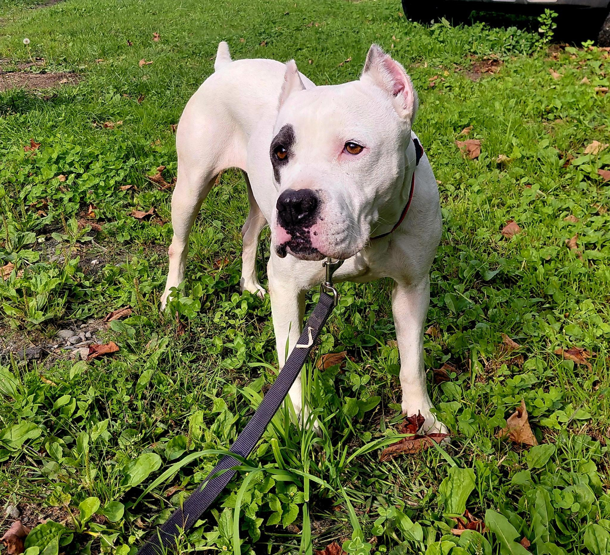 Bali, Adoptable, Adult Female Mixed Breed.