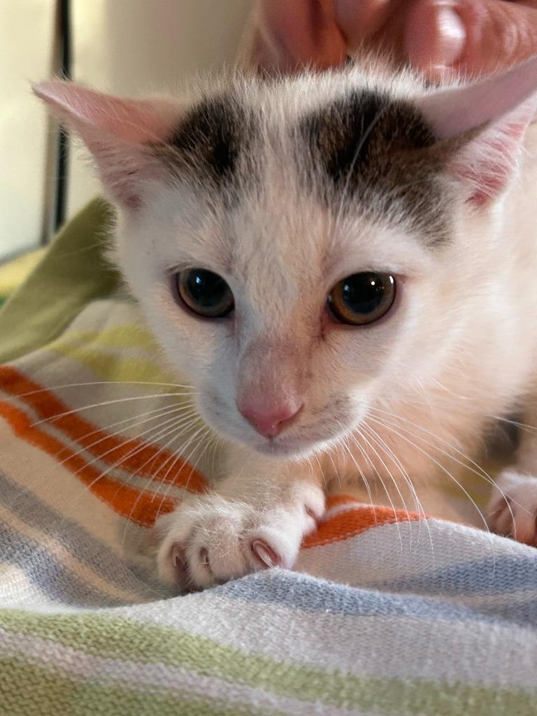 Enlarge Hopper - in foster, a Adoptable mixed breed in Windsor, CT image 1/1