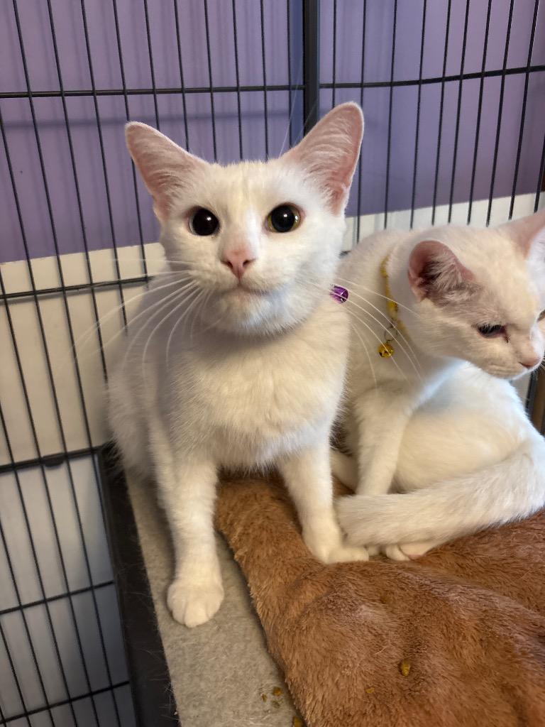 MAXON 4 Purple, Adoptable, Young Female American Shorthair.