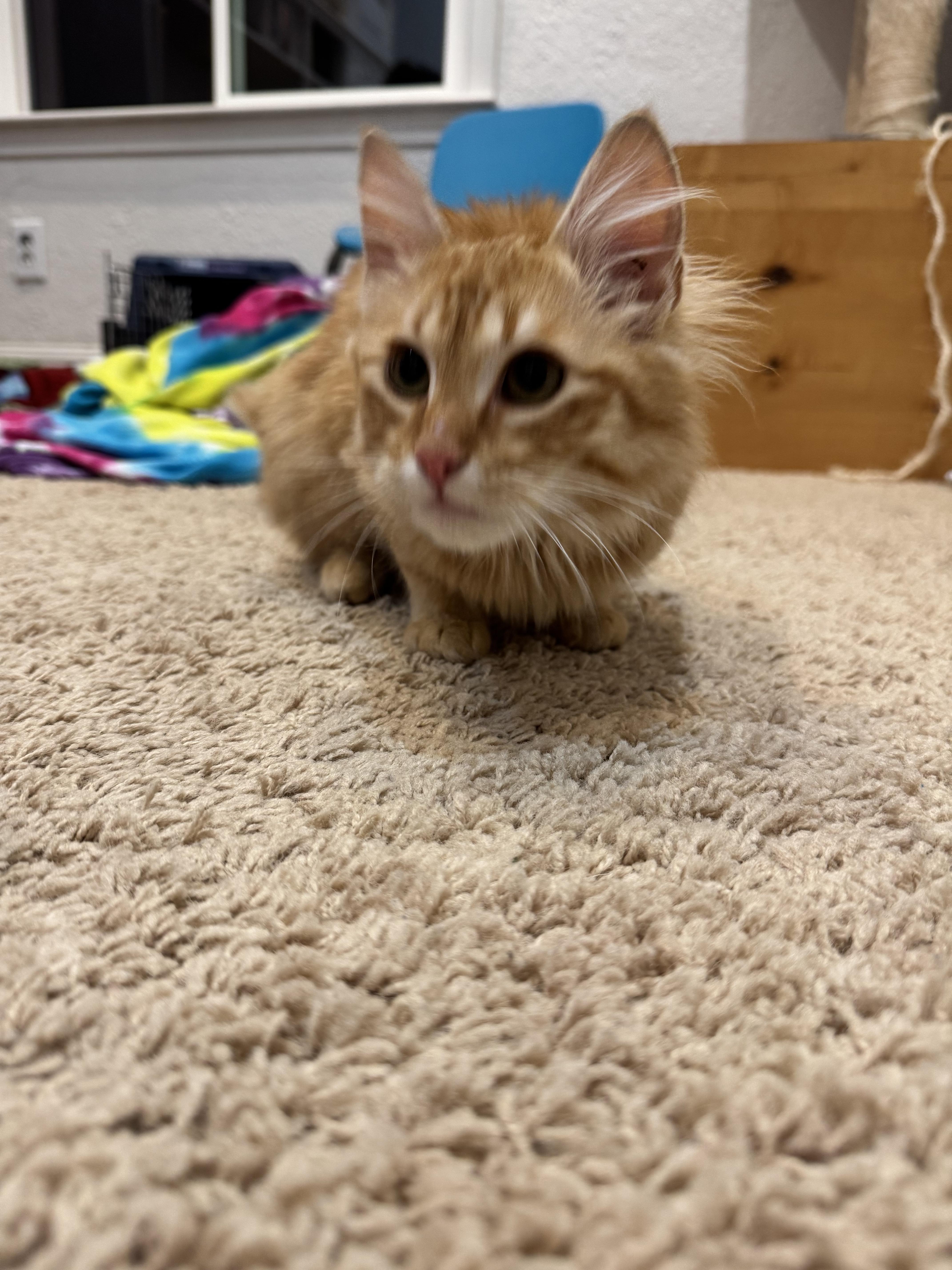Enlarge Leo, an adopted Domestic Long Hair in Carson City, NV image 2/5