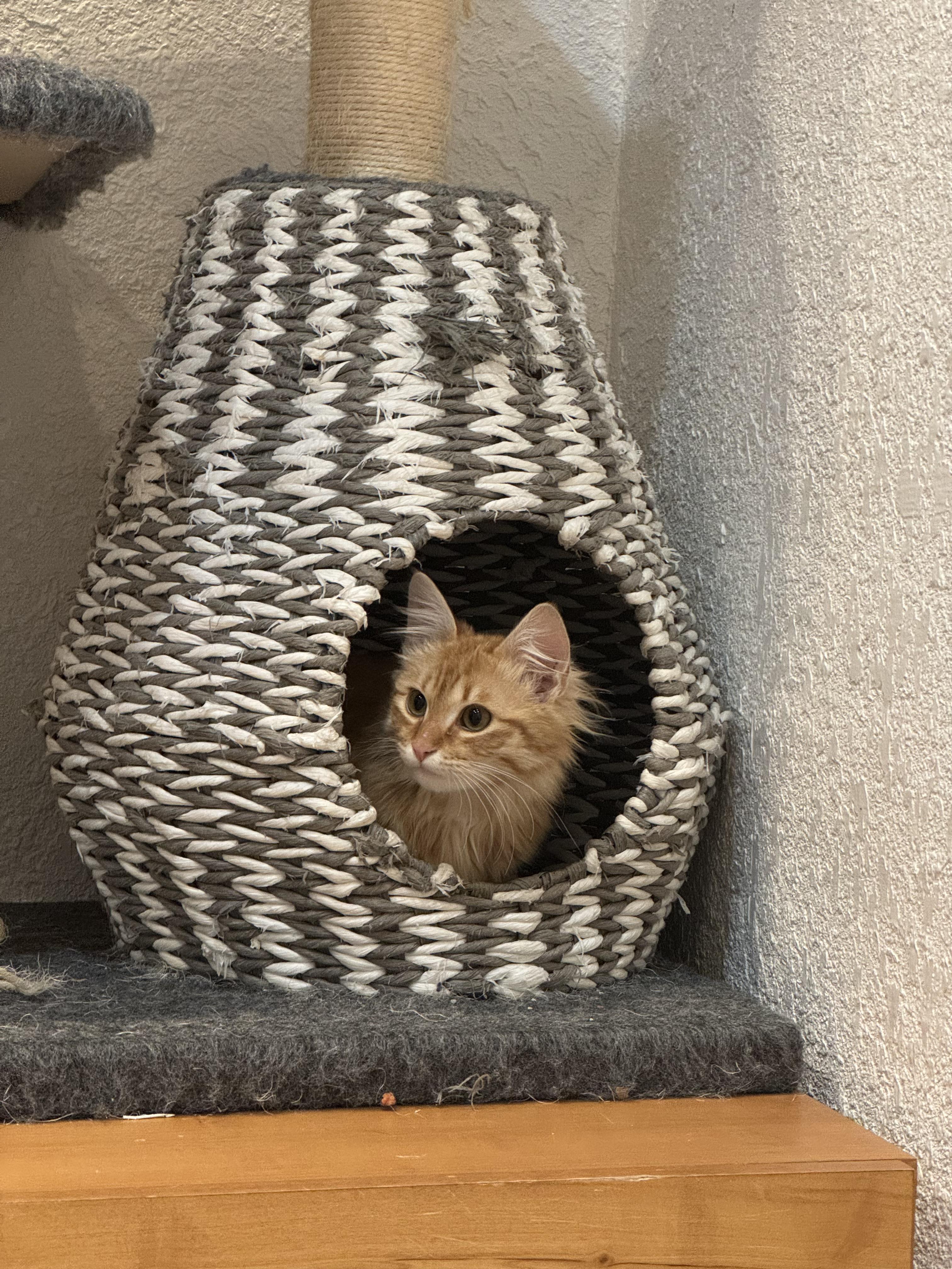 Enlarge Leo, an adopted Domestic Long Hair in Carson City, NV image 5/5
