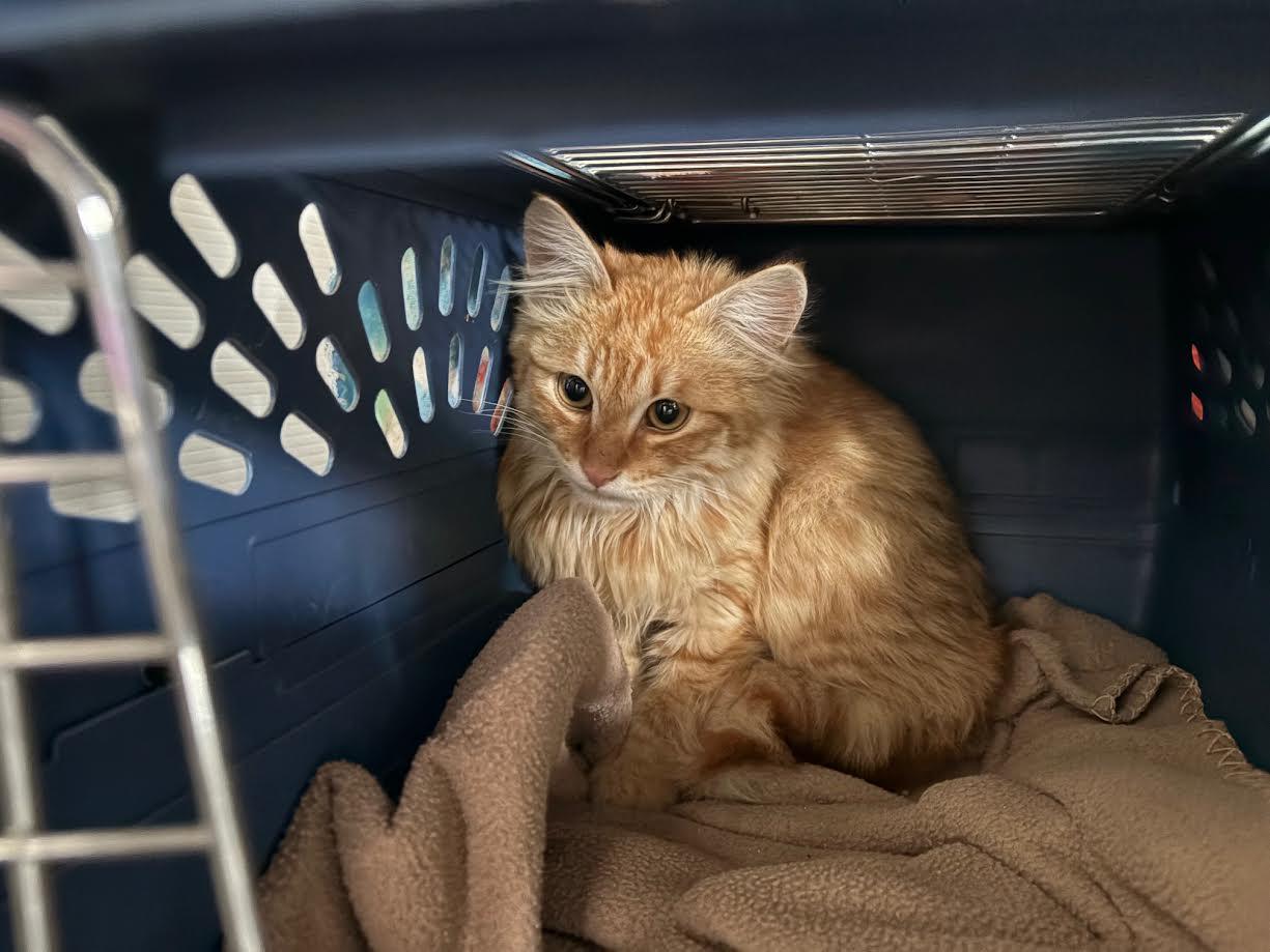Enlarge Leo, an adopted Domestic Long Hair in Carson City, NV image 4/5