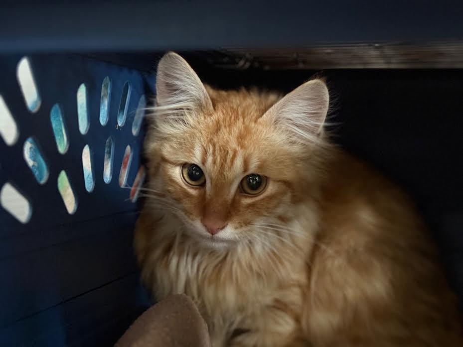 Enlarge Leo, an adopted Domestic Long Hair in Carson City, NV image 3/5