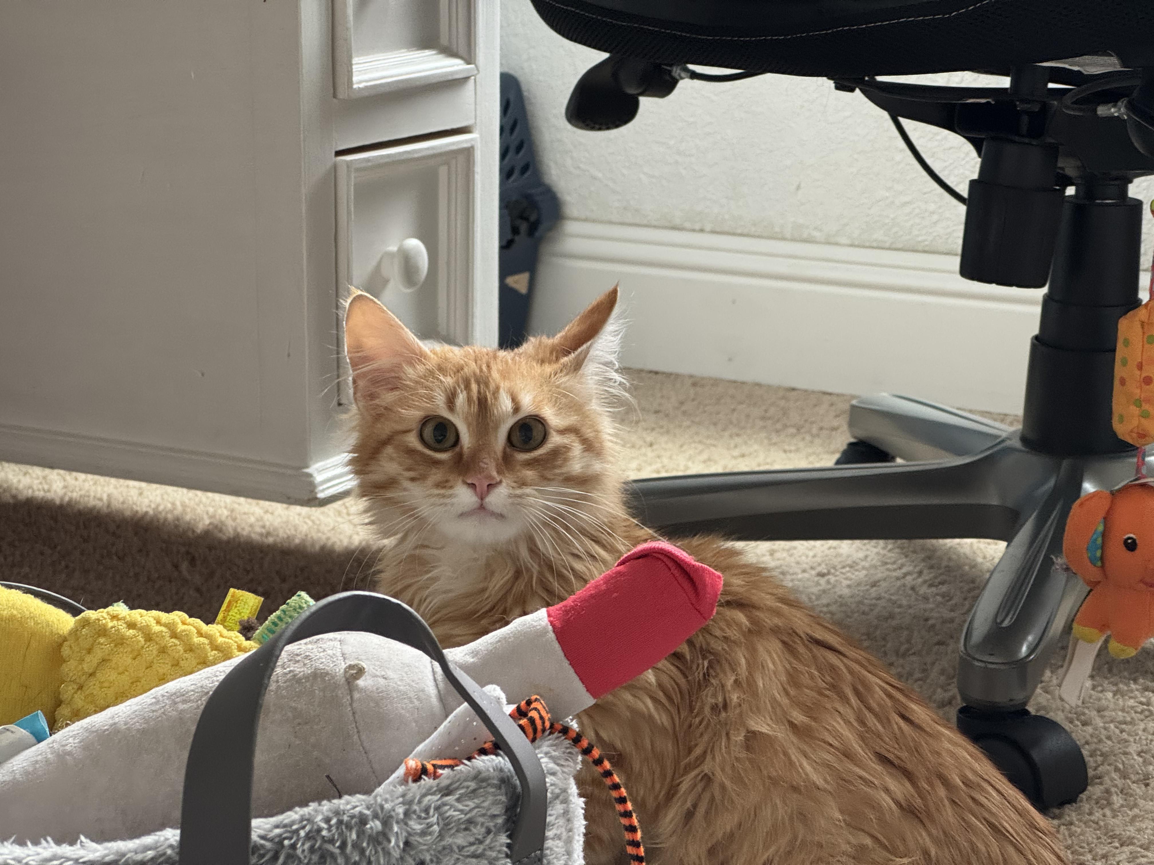 Leo, adopted, Kitten Male Domestic Long Hair.