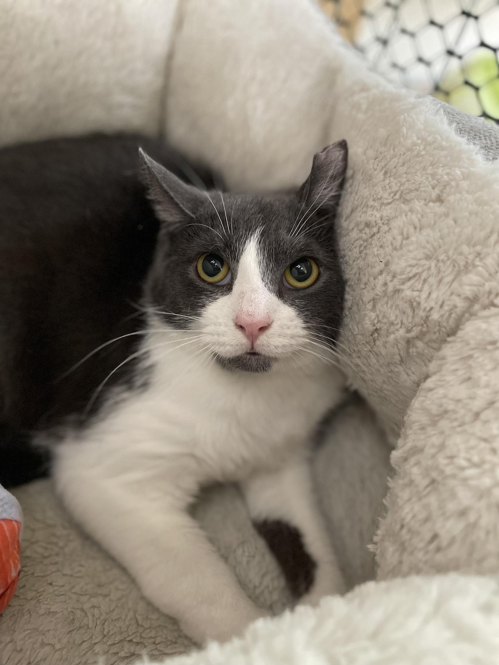 Eric, Adoptable, Adult Male Domestic Short Hair.