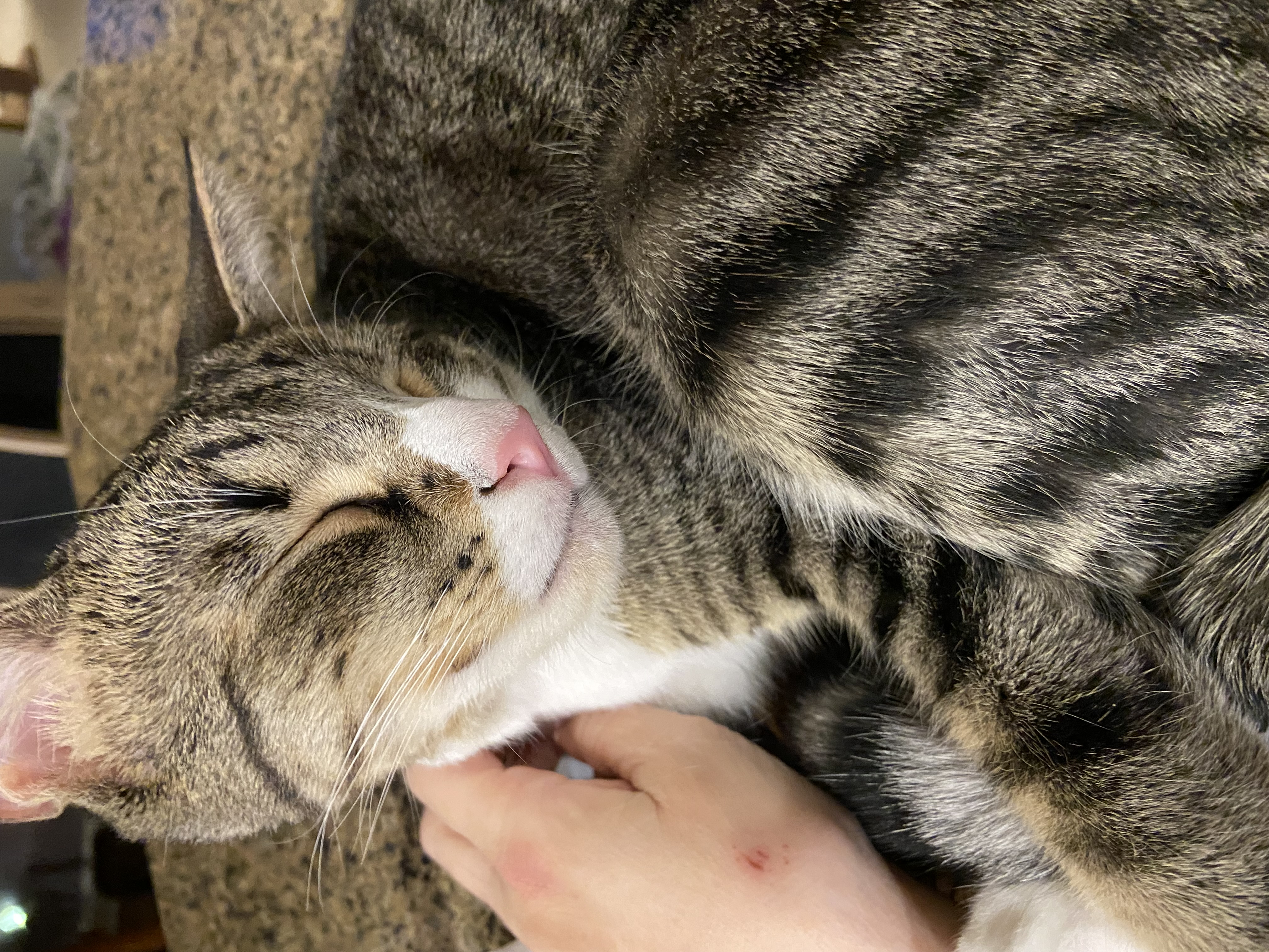 Chandler, Adopted, Young Male Tabby.