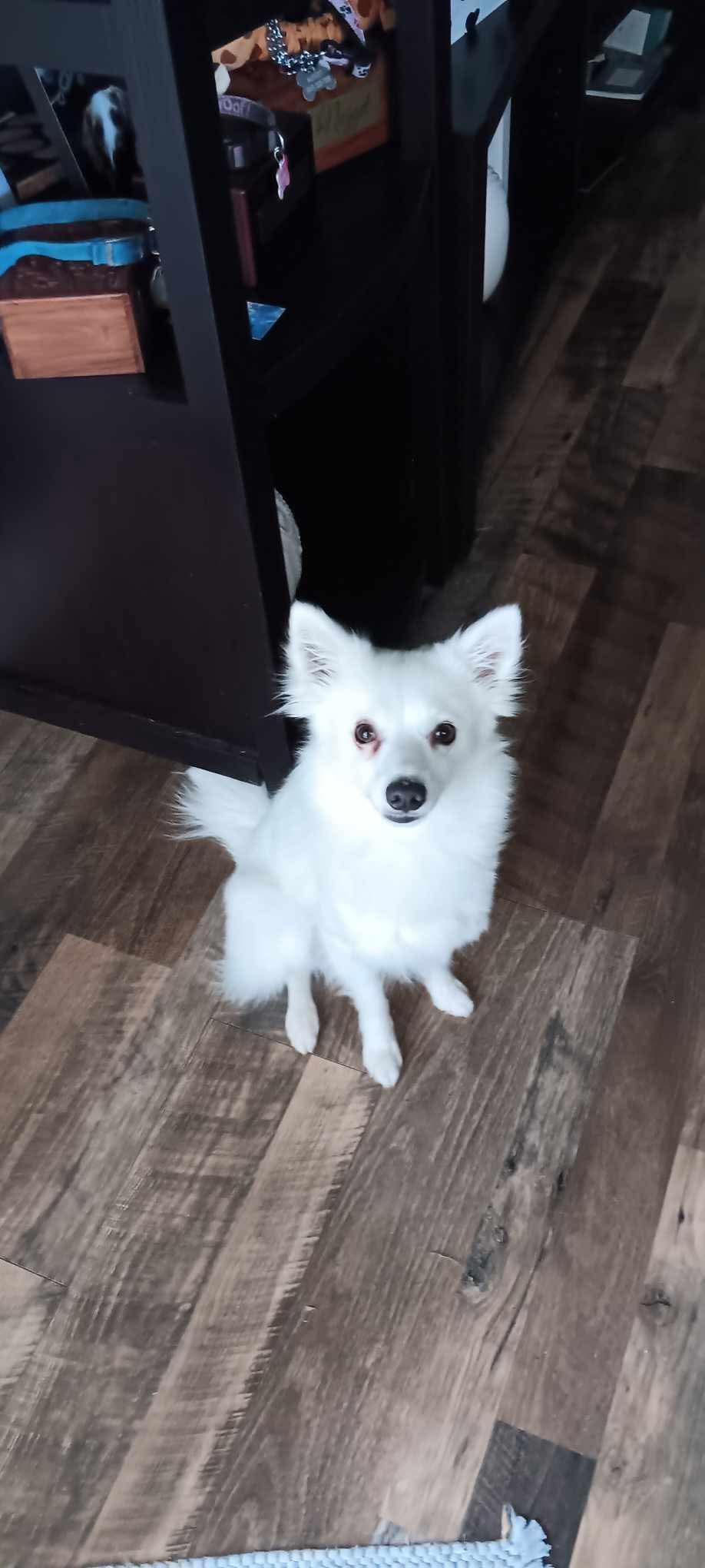 Enlarge Winter, a Adopted American Eskimo Dog in MYRTLE BEACH, SC image 1/1