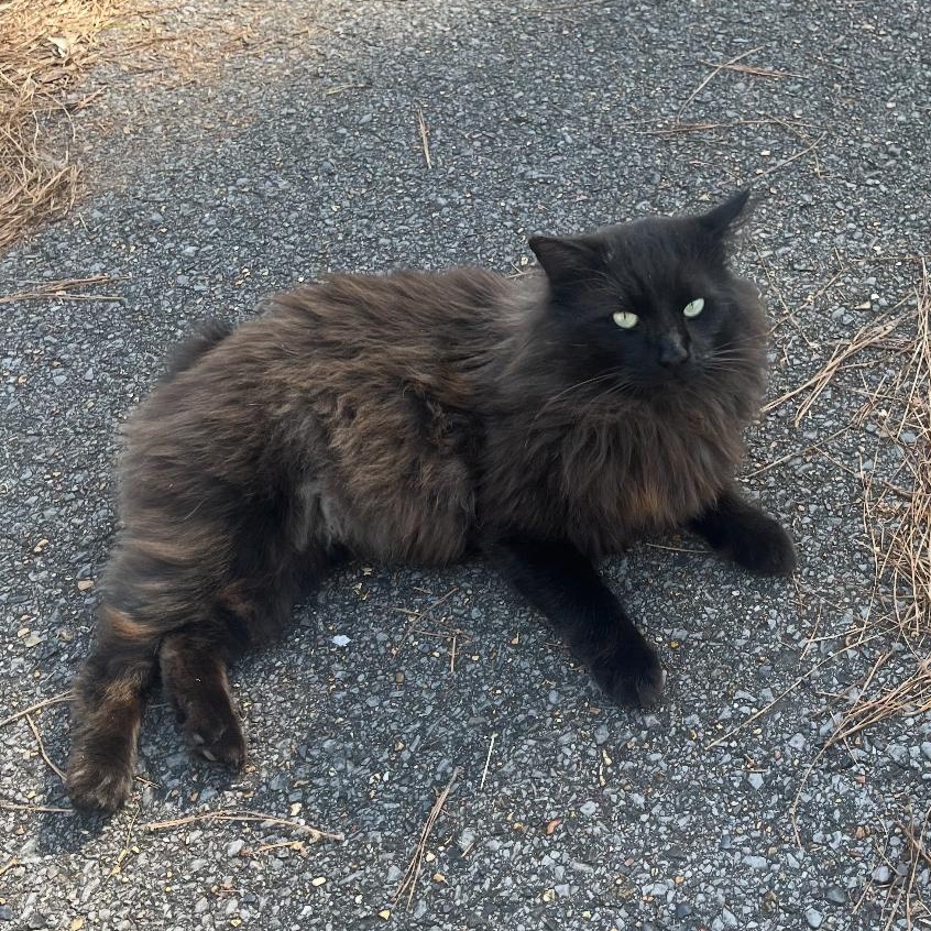 Enlarge Fluffy, a ADOPTABLE mixed breed in Ransomville, NY image 4/6