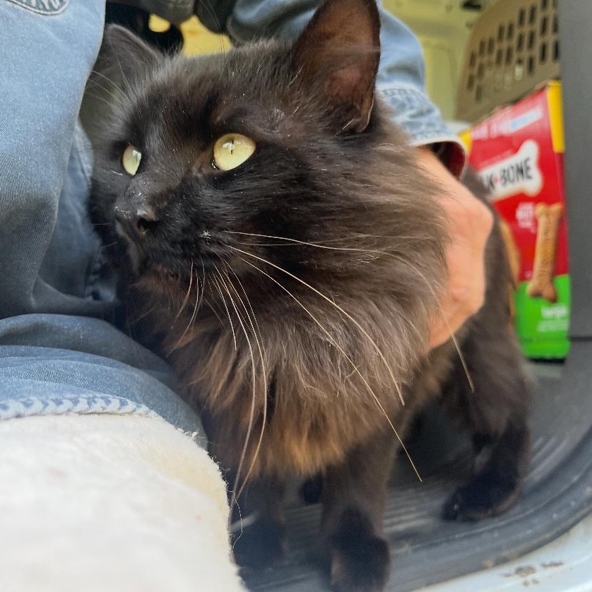 Enlarge Fluffy, a ADOPTABLE mixed breed in Ransomville, NY image 6/6