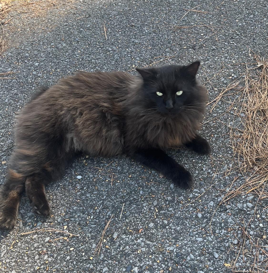 Enlarge Fluffy, a ADOPTABLE mixed breed in Ransomville, NY image 5/6