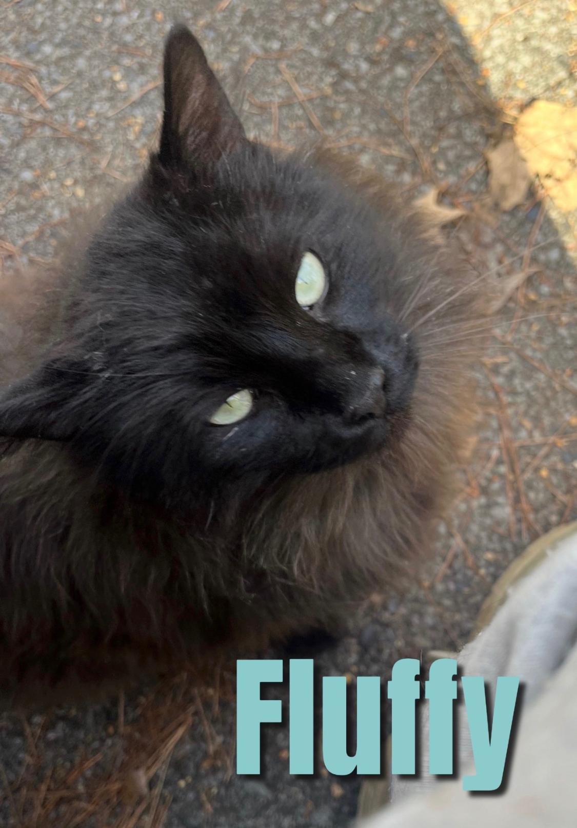 Enlarge Fluffy, a ADOPTABLE mixed breed in Ransomville, NY image 1/6