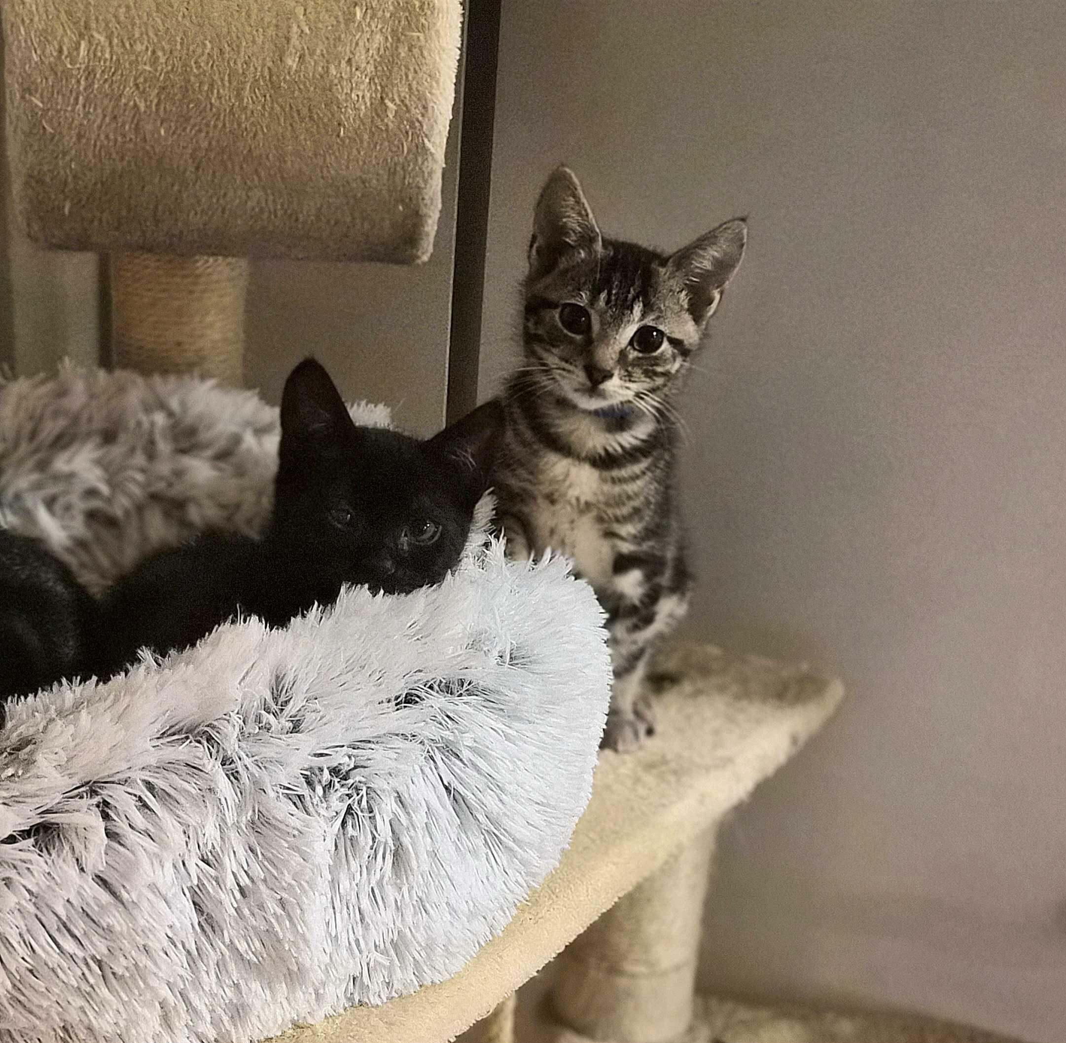 Major Tom and Space Cowboy, an adopted Domestic Short Hair in Seattle, WA image 6/6