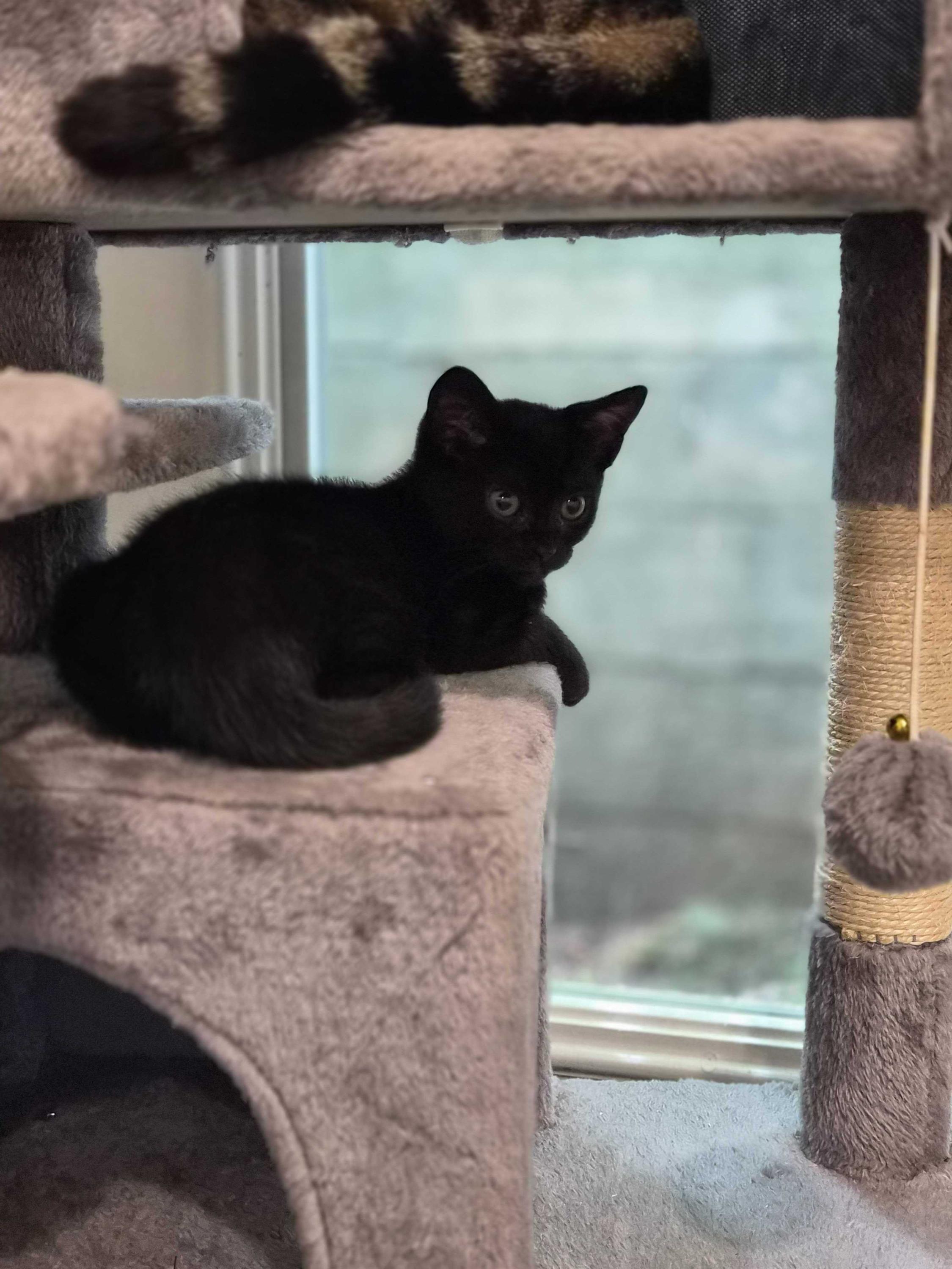 Major Tom and Space Cowboy, an adopted Domestic Short Hair in Seattle, WA image 2/6