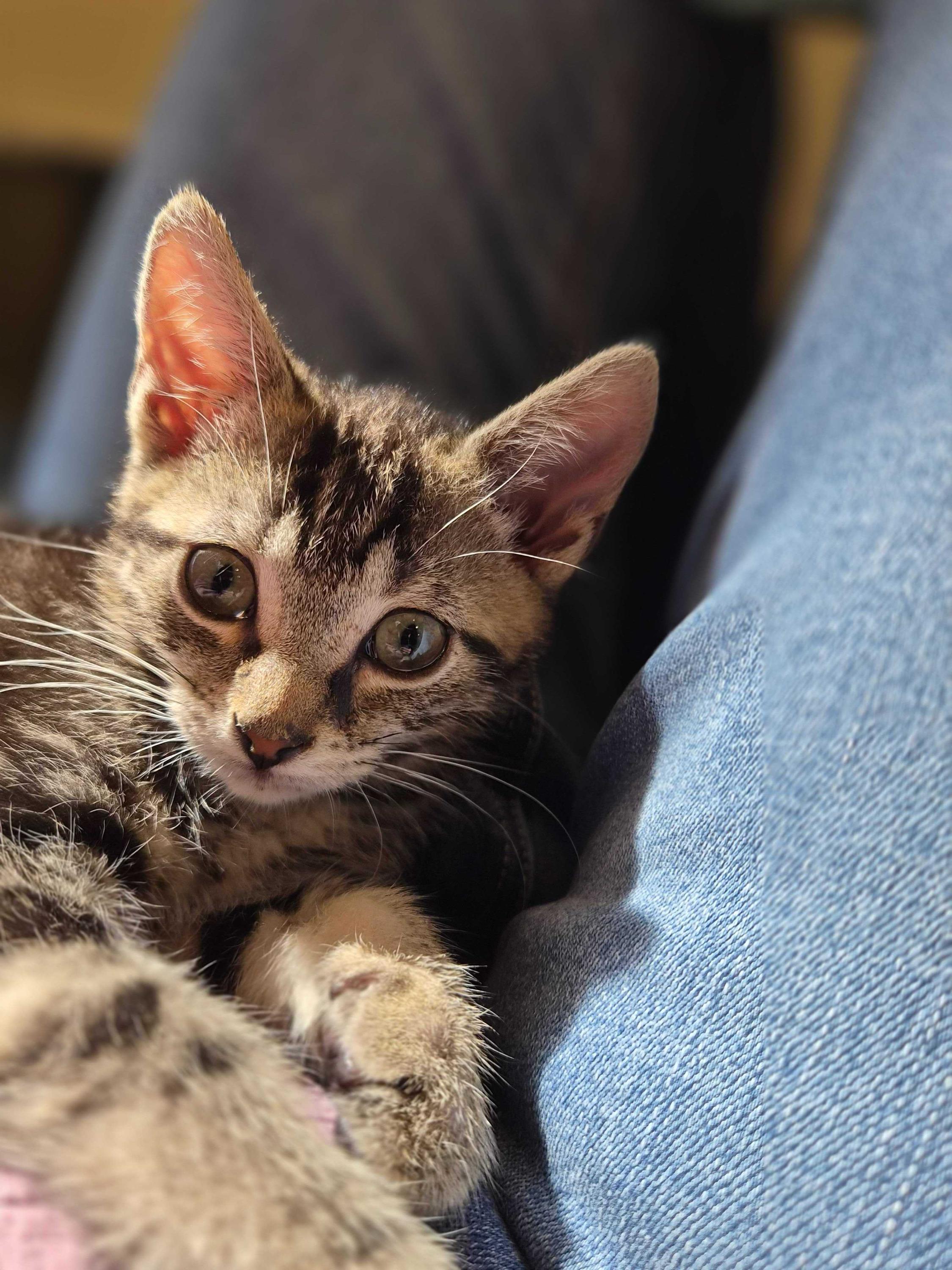Major Tom and Space Cowboy, an adopted Domestic Short Hair in Seattle, WA image 5/6