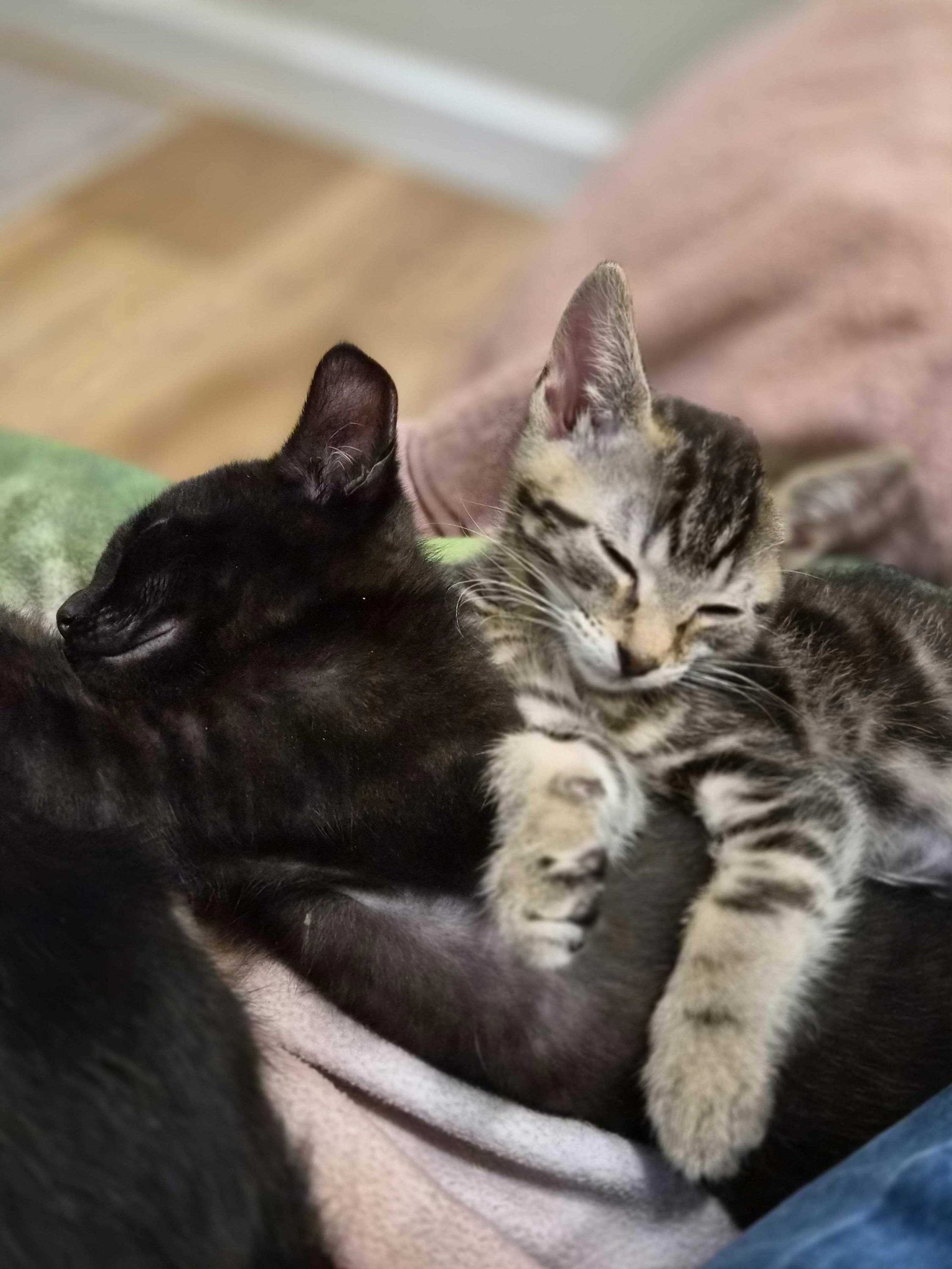 Major Tom and Space Cowboy, adopted, Kitten Male Domestic Short Hair.