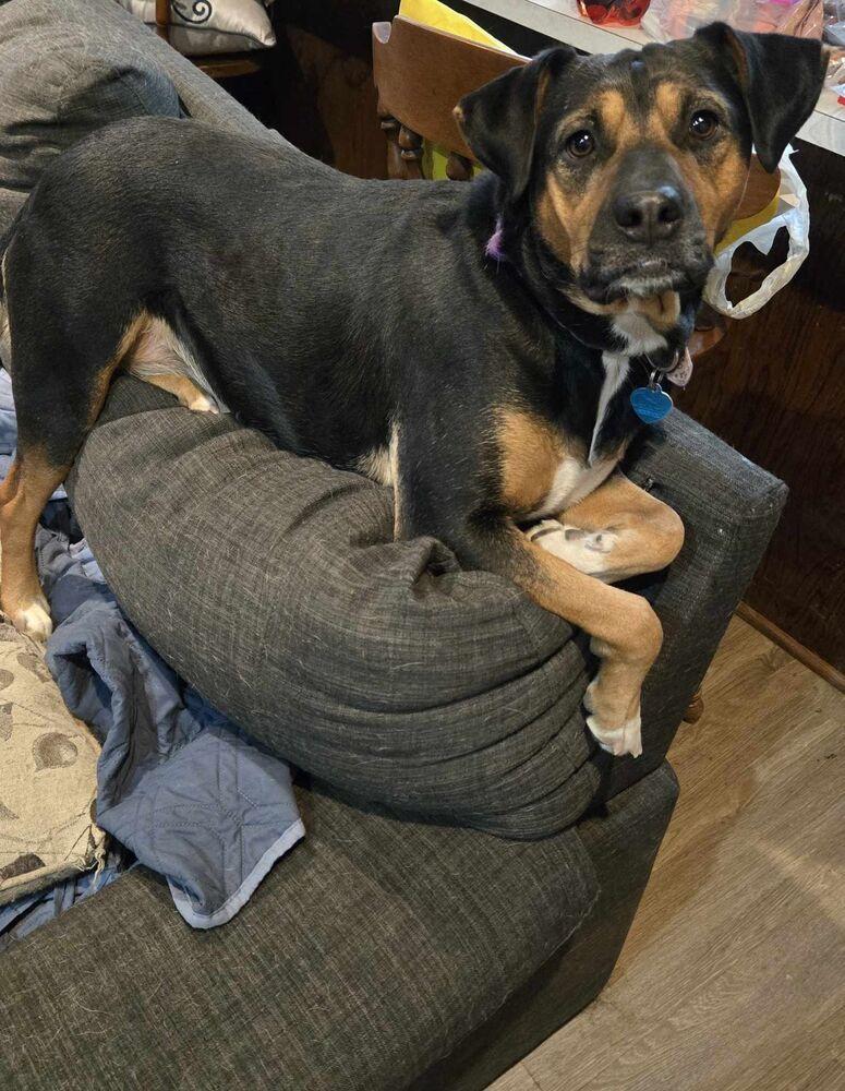 Laci - fostered in Omaha, Adoptable, Adult Female Beagle & Hound.