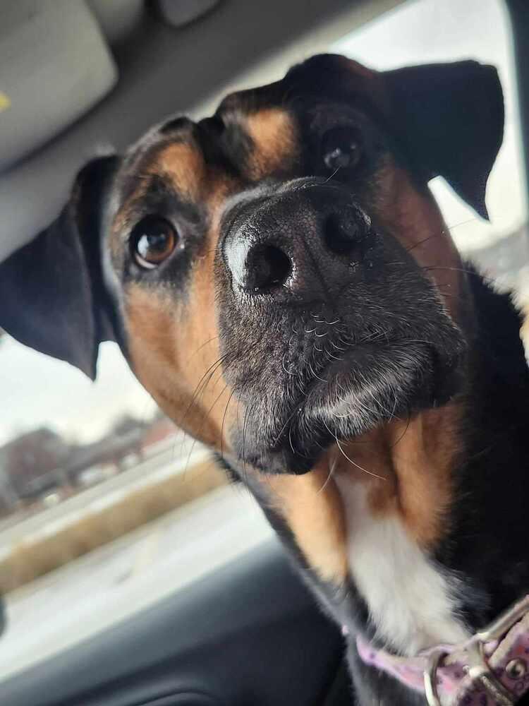 Laci - fostered in Omaha, a Adoptable mixed breed in Shawnee Mission, KS image 2/6