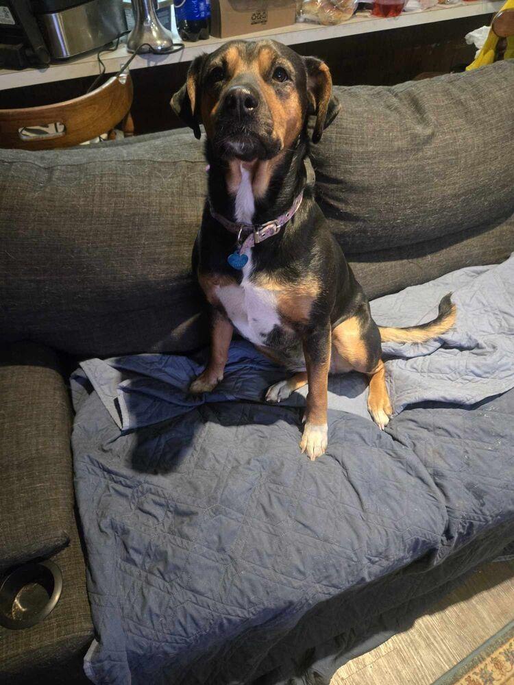 Laci - fostered in Omaha, a Adoptable mixed breed in Shawnee Mission, KS image 6/6