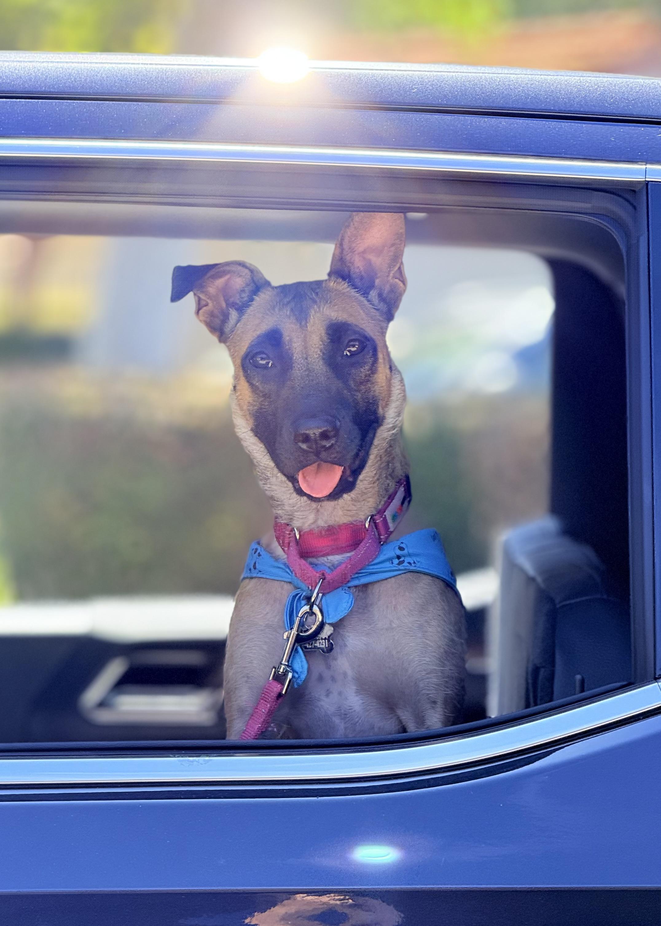 Jodie, a Adoptable mixed breed in Thousand Oaks, CA image 3/6