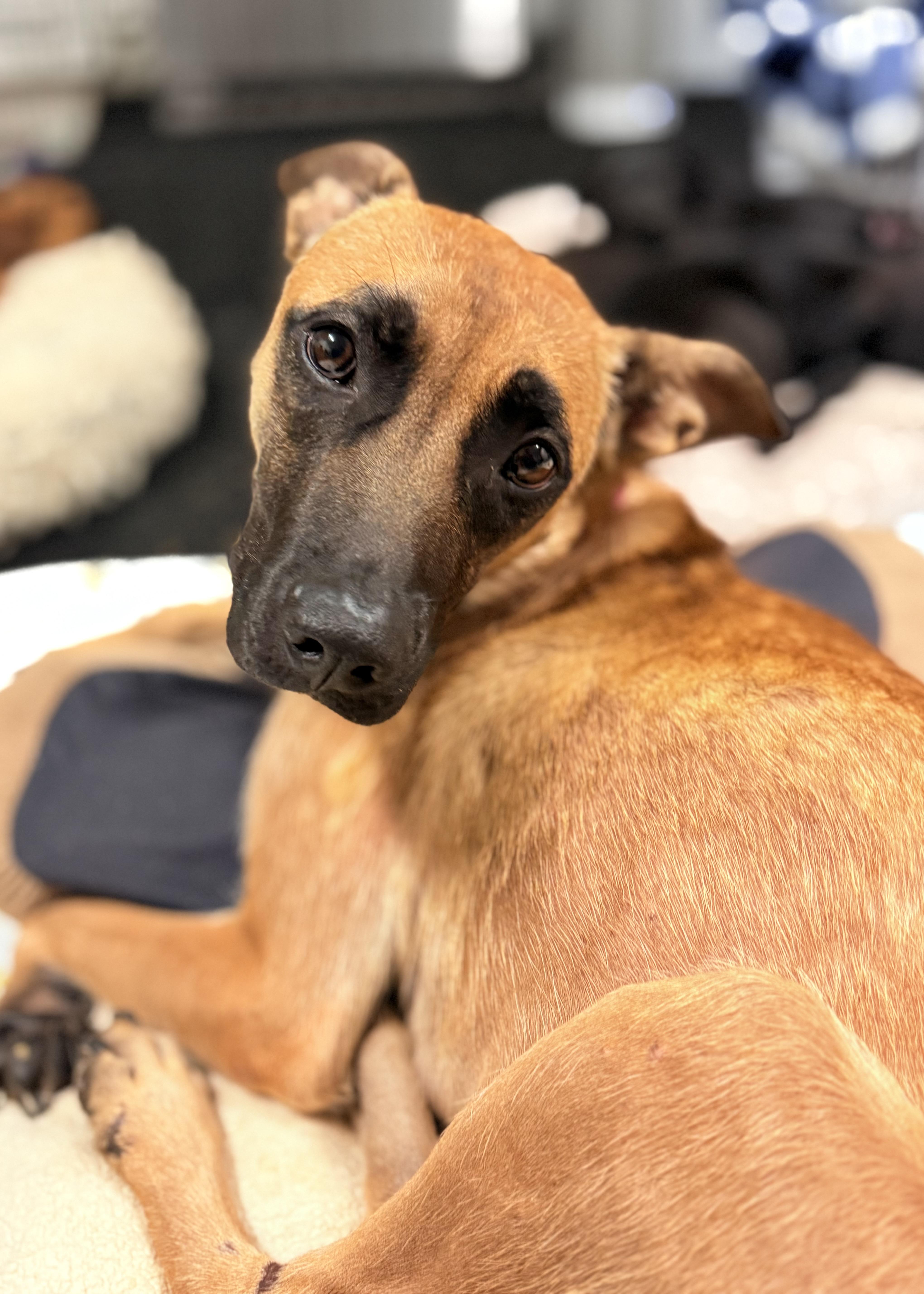 Jodie, a Adoptable mixed breed in Thousand Oaks, CA image 4/6