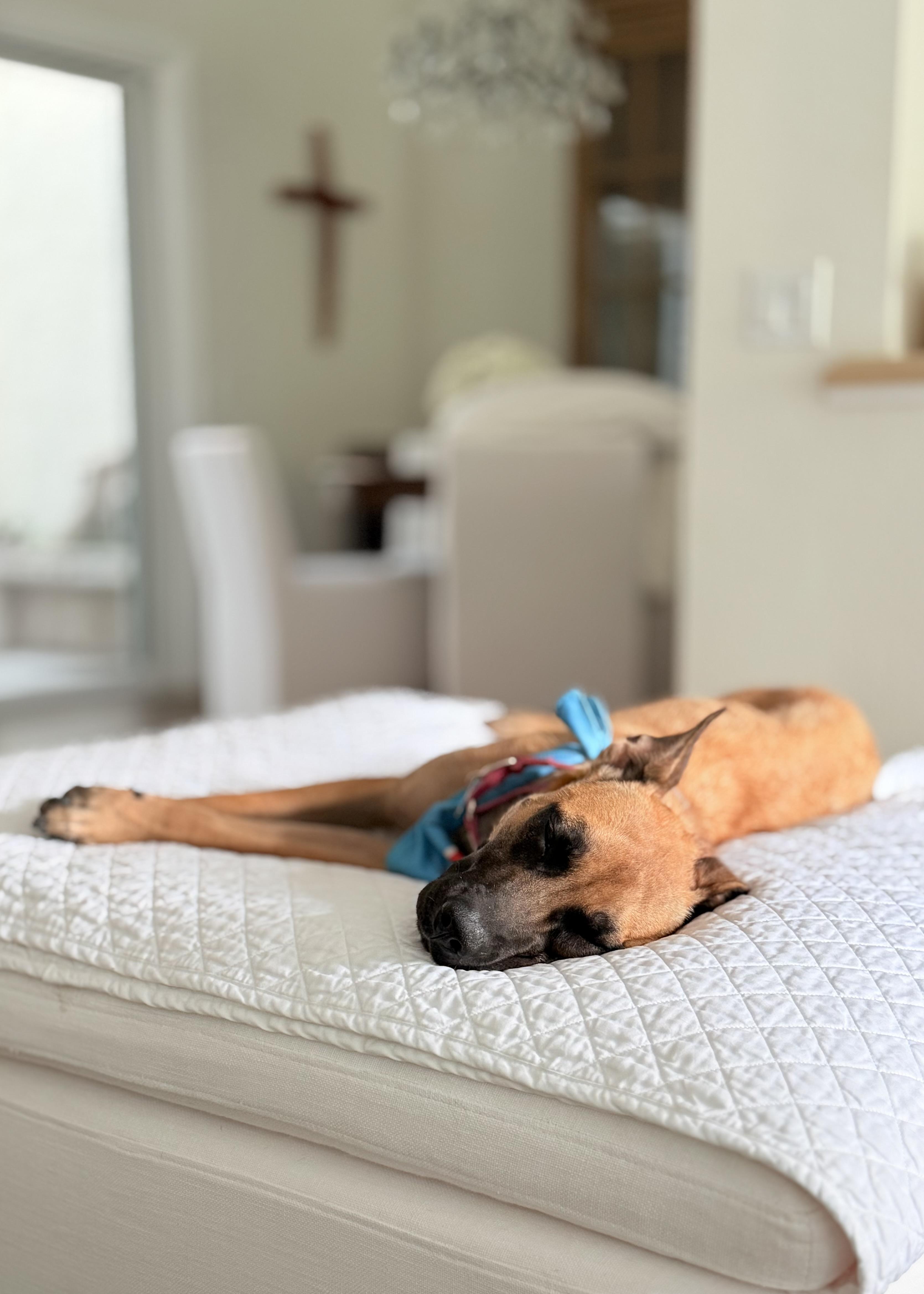 Jodie, a Adoptable mixed breed in Thousand Oaks, CA image 6/6